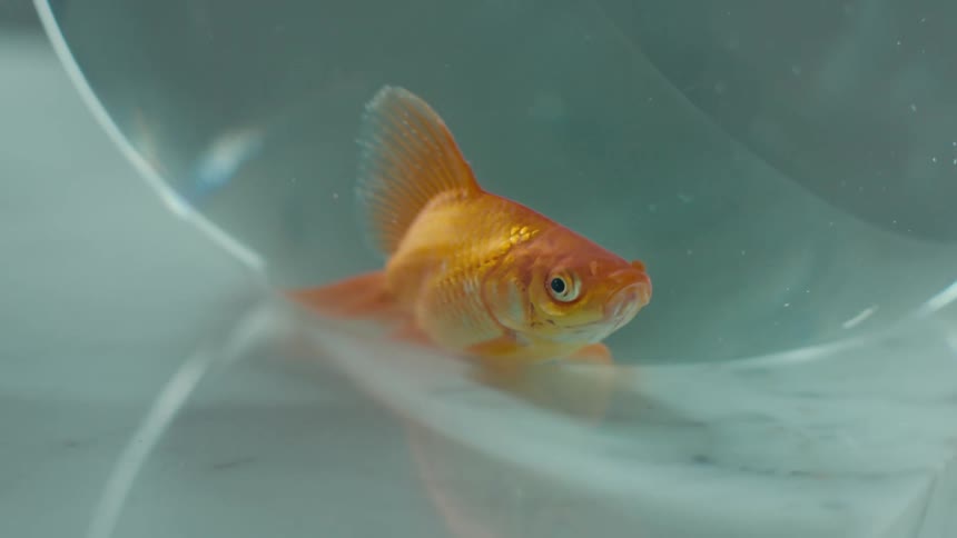 Goldfish at the bottom of round glass bowl struggling for air