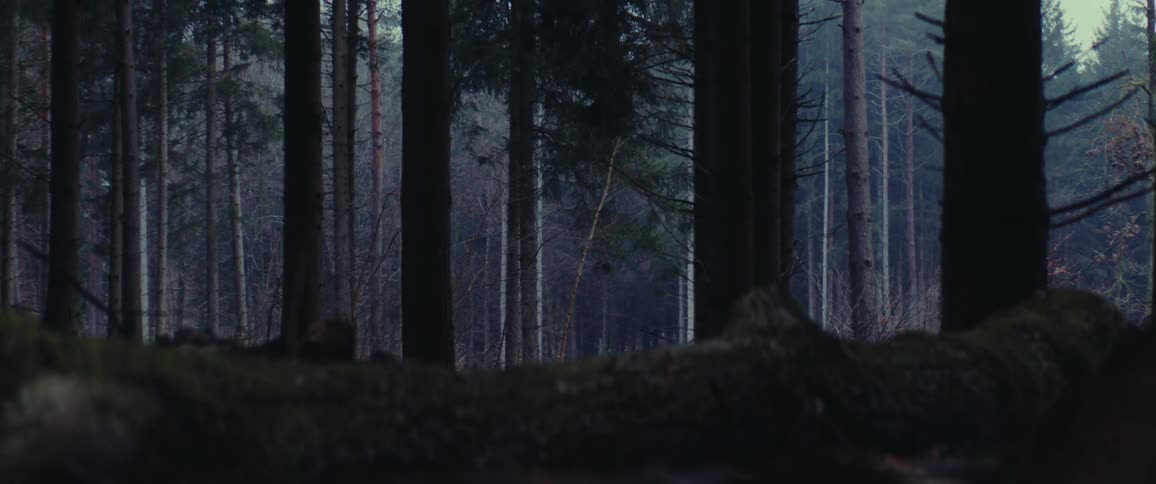 A cold pine forest during dusk