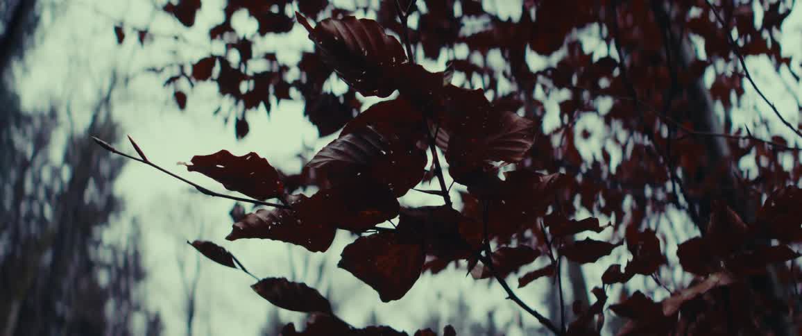 Dead leaves on a tree in the forest