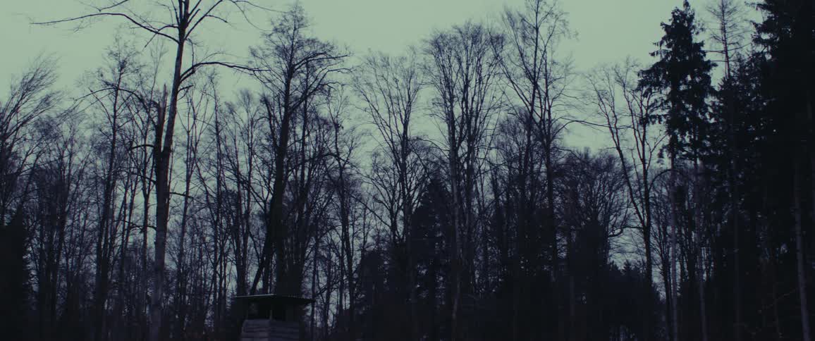 A forest filled with many tall trees is beneath a gloomy and cloudy sky