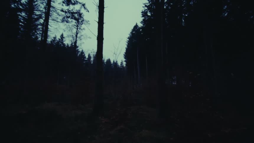 A clearing in the pine forest at dusk