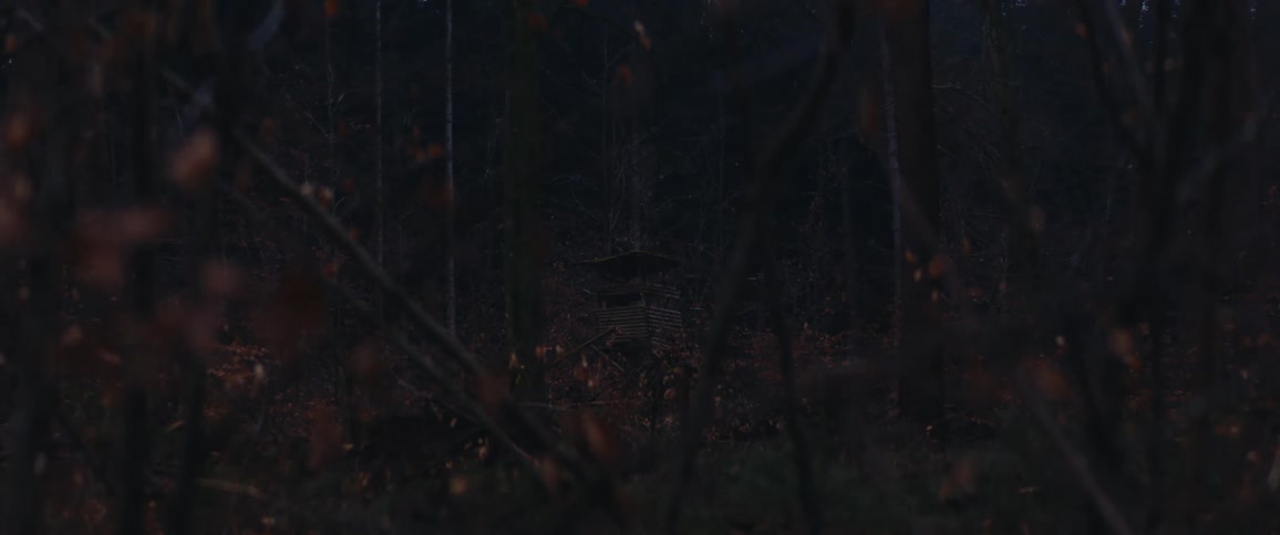 Leaves fall from trees in a forest during autumn