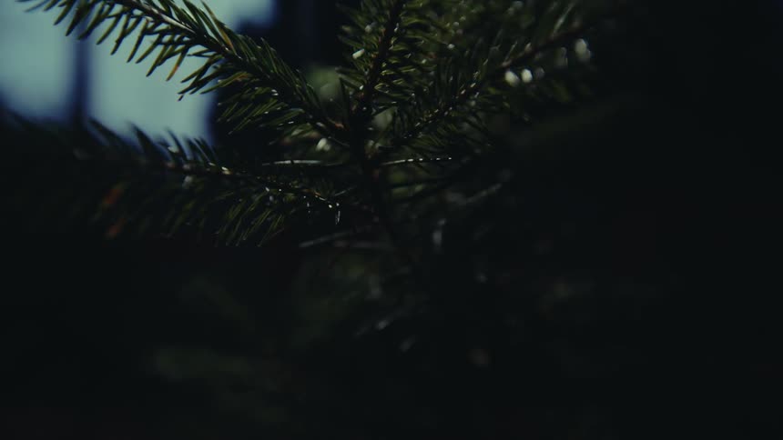 A small plant in the dark is quickly illuminated by a light source