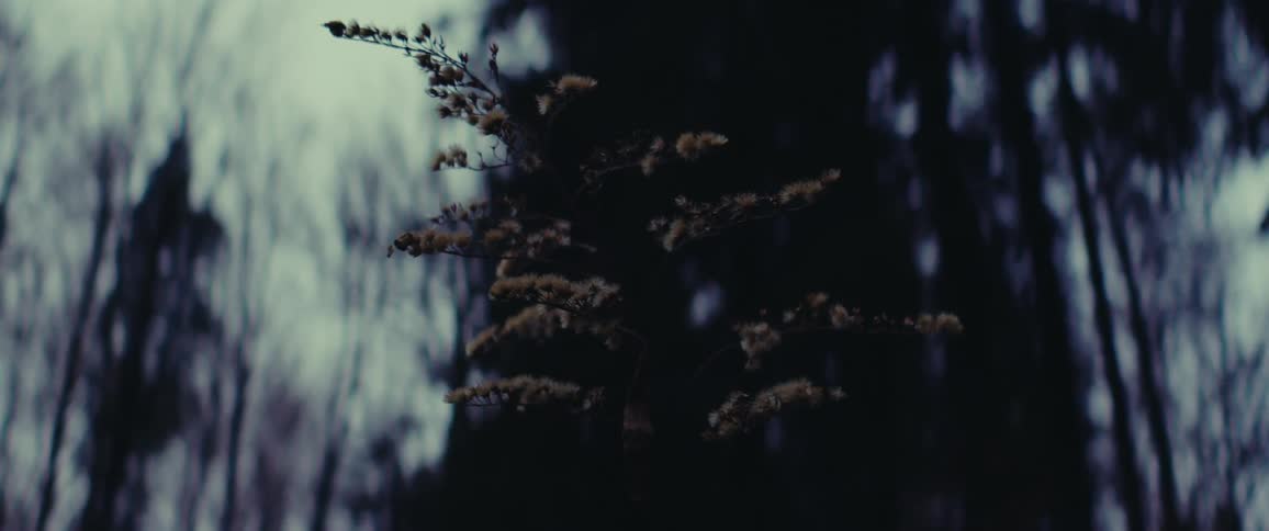 A small plant swaying against the wind in the forest