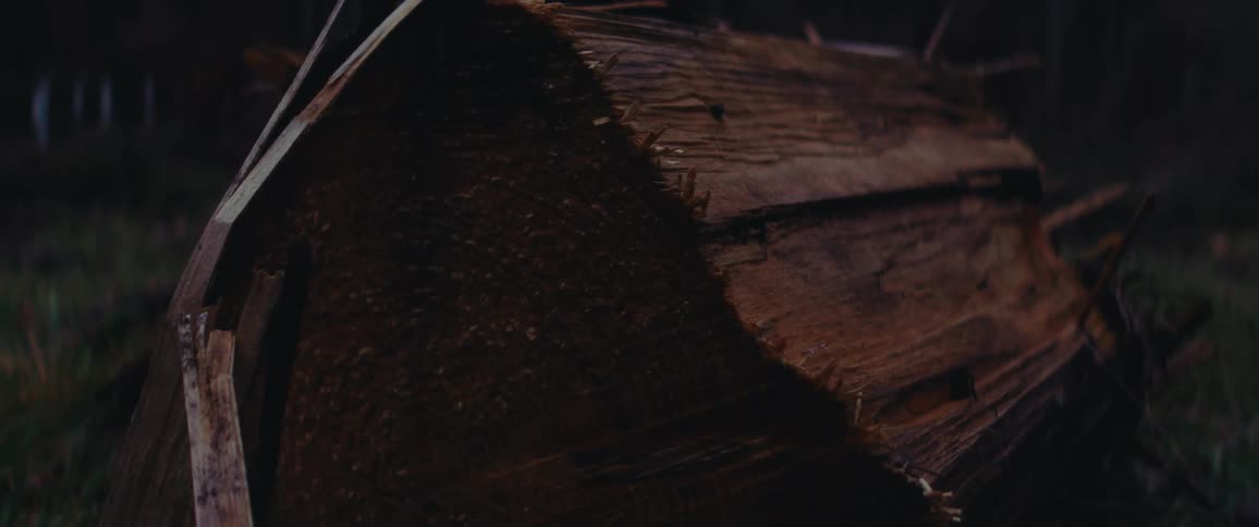 A trunk cut from a fallen tree in the forest during dusk