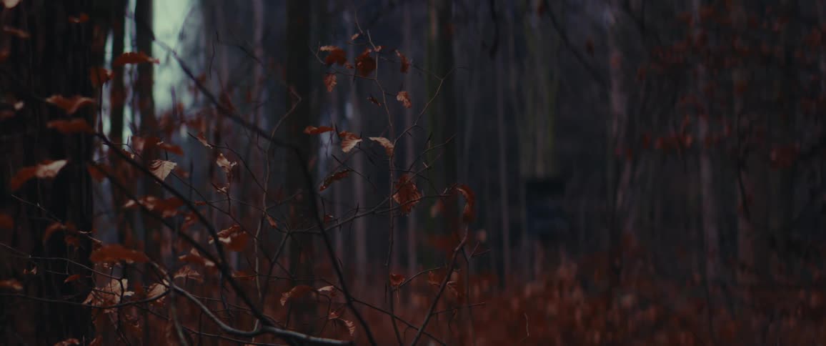 A clip of the woods during fall