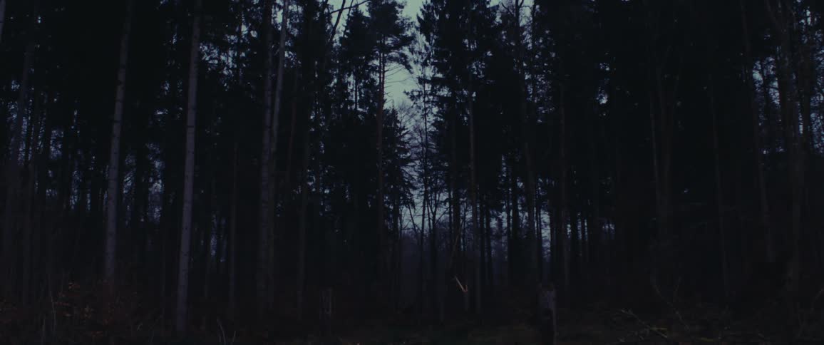 Tall trees in a dark forest