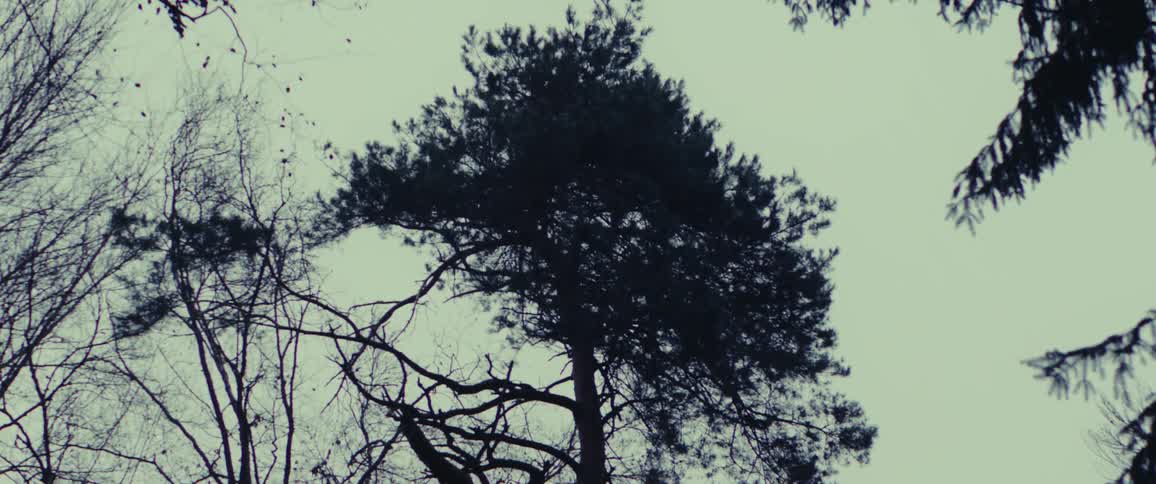 A tree with few leaves in the forest during dusk