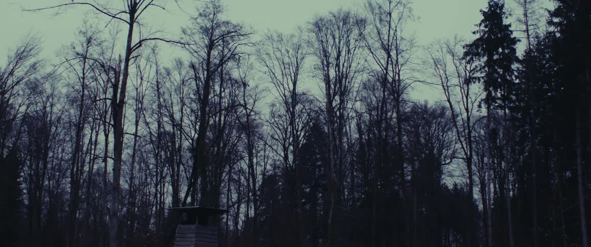 Trees with dried leaves in a forest area at sunset