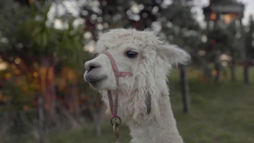 A Calm Llama Standing Still in an Open Field Surrounded by Quiet Trees.