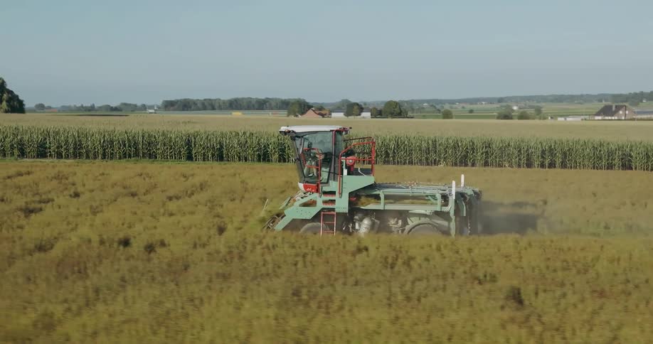 A harvesting vehicle in the wheat field