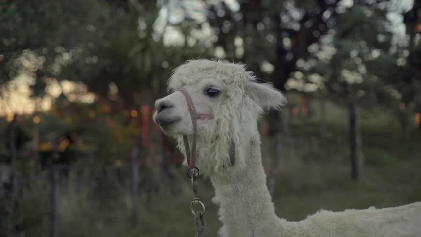 Curious Llama Wearing a Harness Standing in a Field with Soft Natural Light.