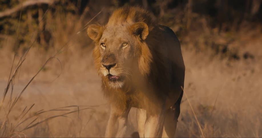 The lion is walking around