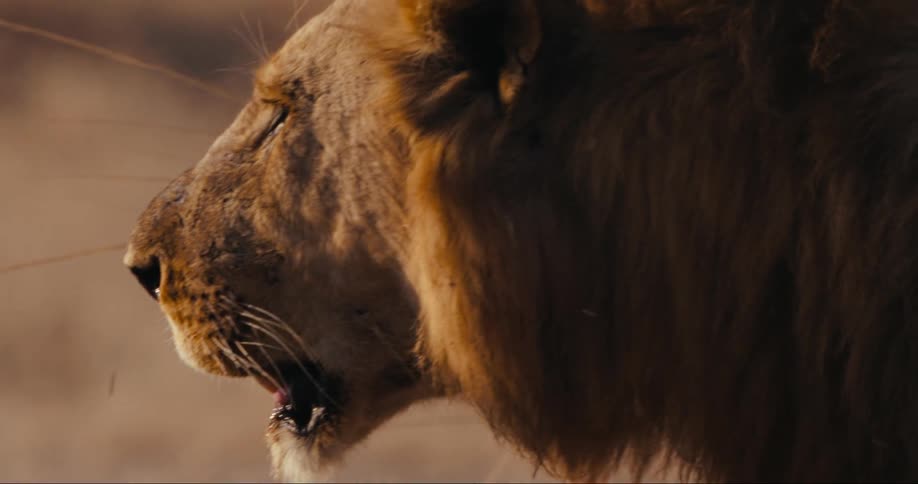 Head of a lion walking on the savanna