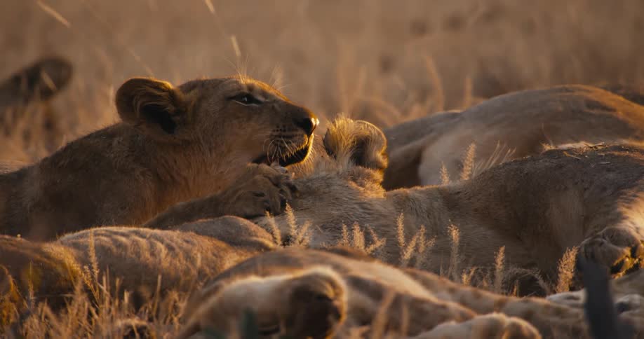 A pride of lions resting in the savanna grassland