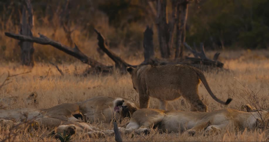 Lions lay around in a group