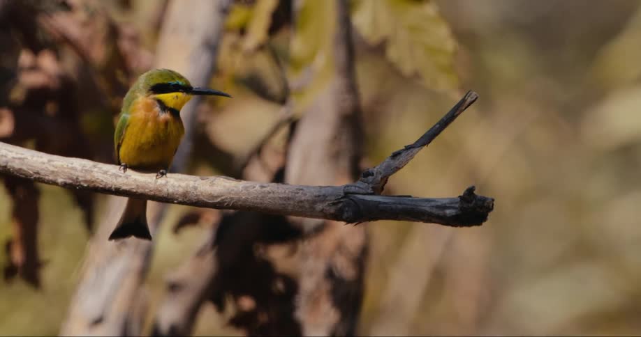 Close up of a cinnamon chested bee eater