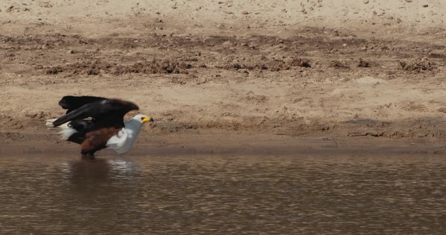 African fish eagle standing on the shore of a lake takes flight