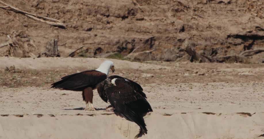 Eagles and vultures in the desert