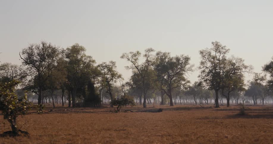 Trees on a forest at daytime