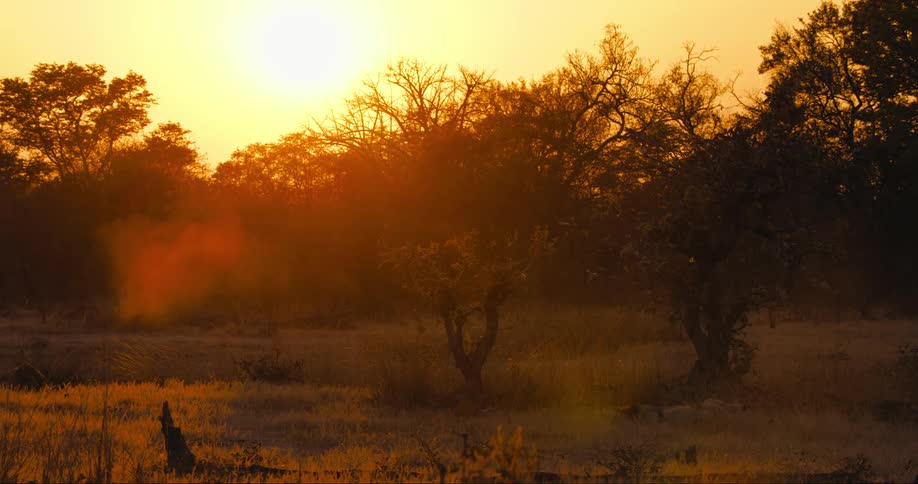 Panorama of the savanna during the foggy dawn