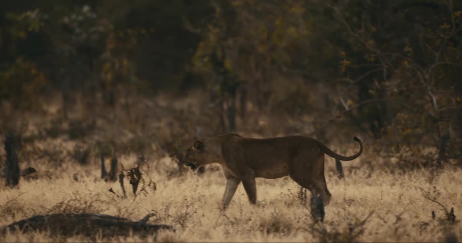 Lioness walking in the african savanna