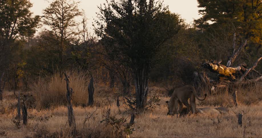 A lioness walks through the african savanna