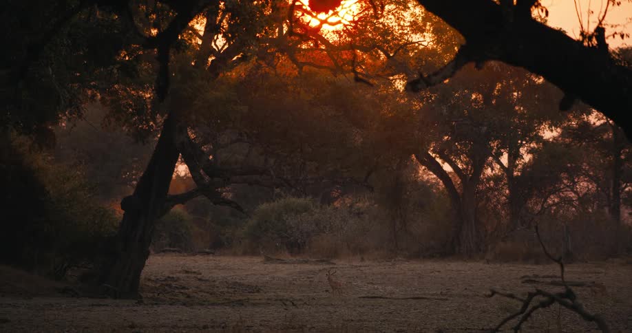 A deserted savanna during sunset