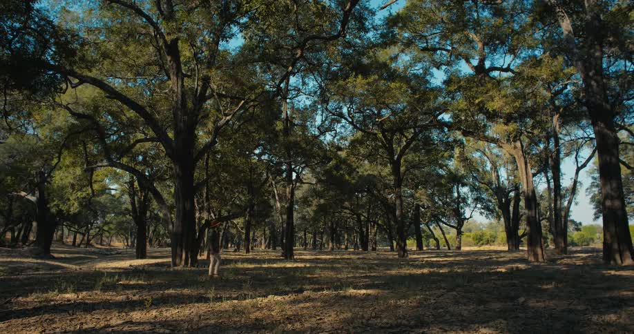 Person walks through shaded forest