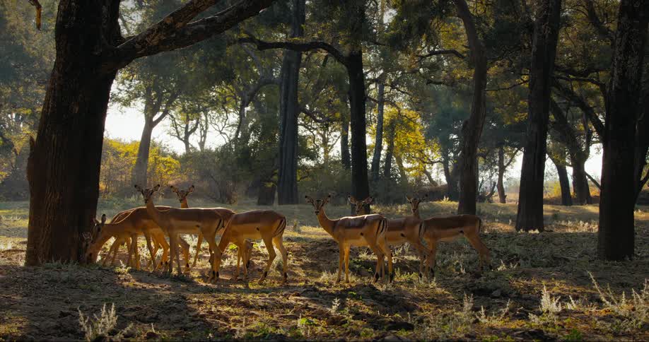 A herd of impala grazing in the forest at morning
