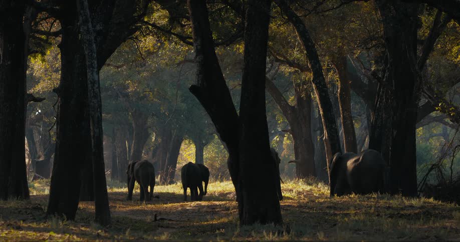 Herd of elephants grazing in the forest