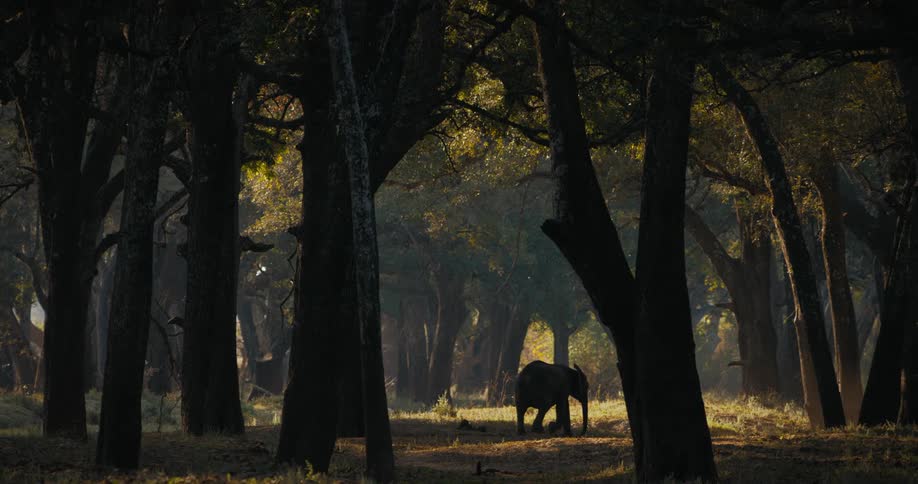The elephant is walking through the woods