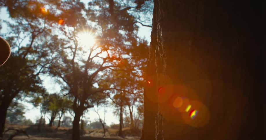 A woman is touching a large tree