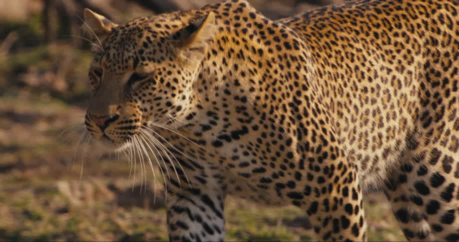 A leopard walks slowly through a jungle area during the daytime