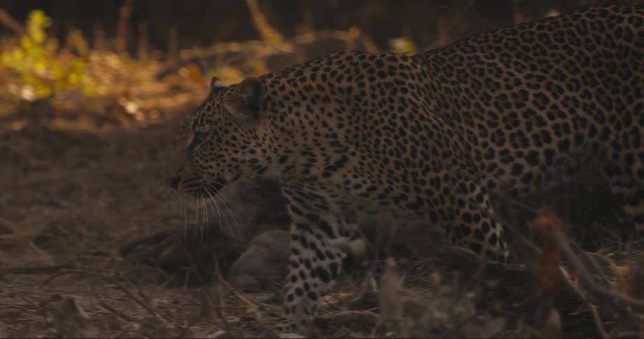 A leopard walks slowly through a jungle