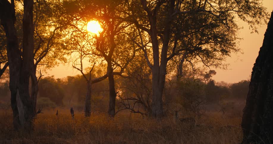 A waterbuck in a jungle meadow during sunset
