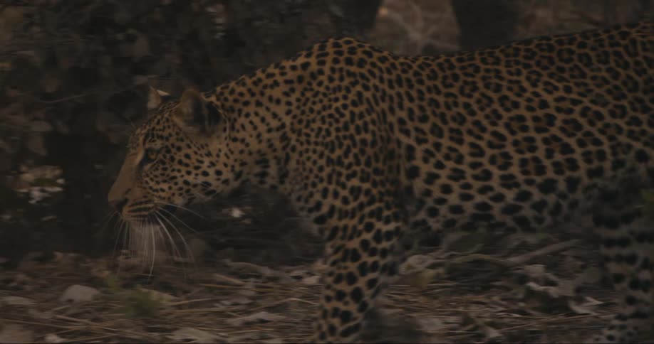 A leopard hunting in the jungle during the day
