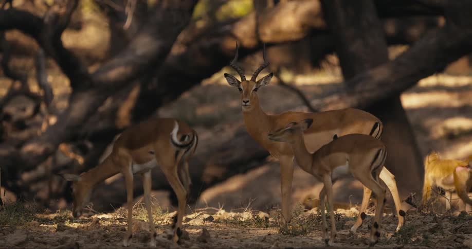 Antelope and baboons are grazing together under a group of trees
