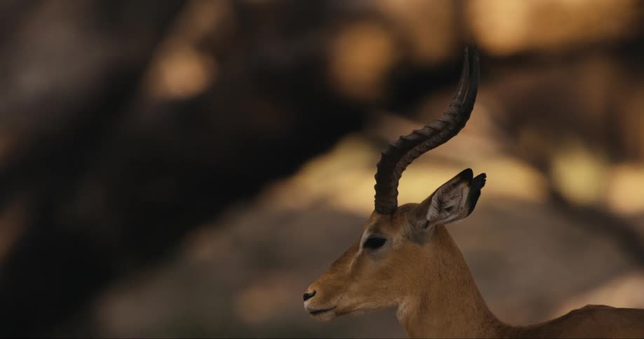 Horned impala stands outdoors near large tree