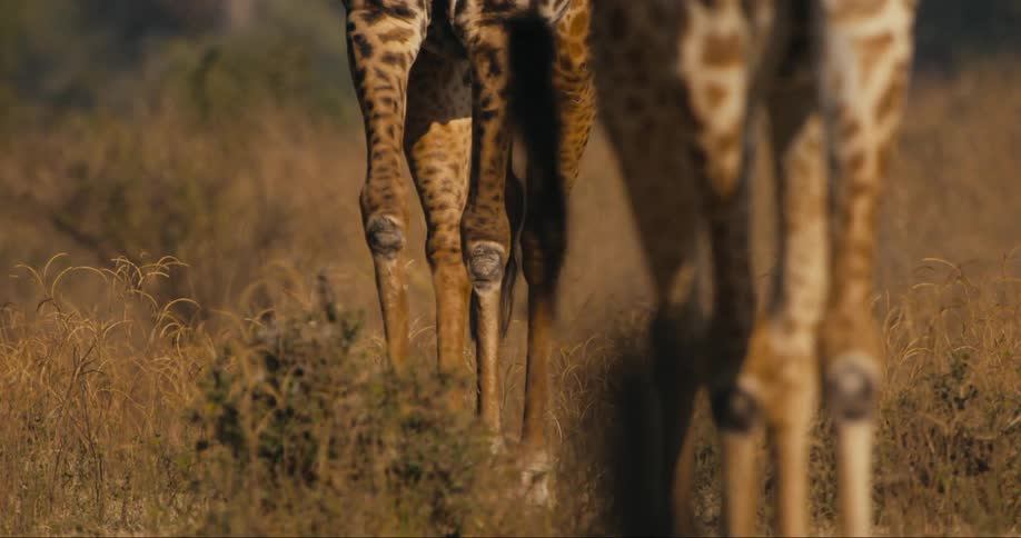 Two giraffe are walking in line