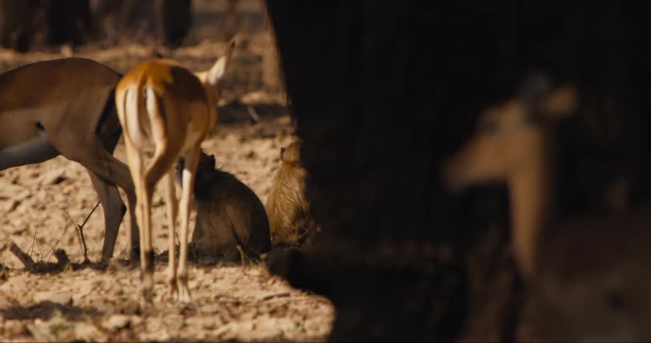 Herd of herbivores walks close to monkeys sitting on the ground
