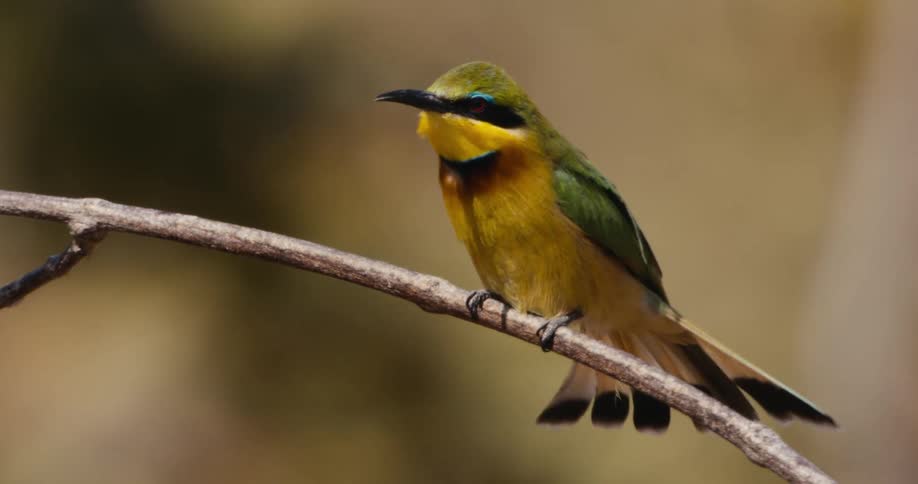 Colorful bird perched on small branch flutters its tail feathers