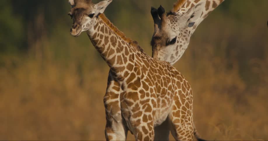 Two Thornicroft's giraffe lick each other