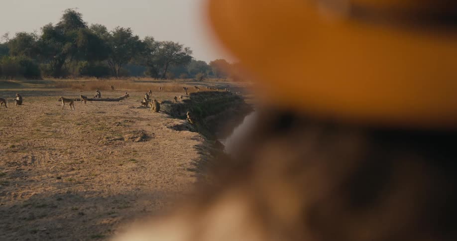 A river bank filled with monkeys