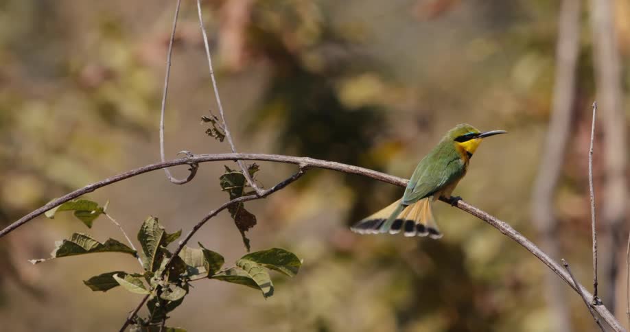 Bird lands on the branch of a tree