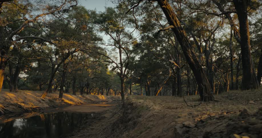 River flowing through the forest at sunset