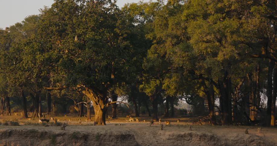 Monkeys move through old forest on a cloudy day
