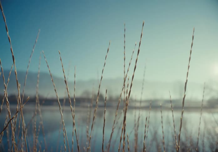 Tall reedsgrass on the edge of lake with a blue sky background during the day