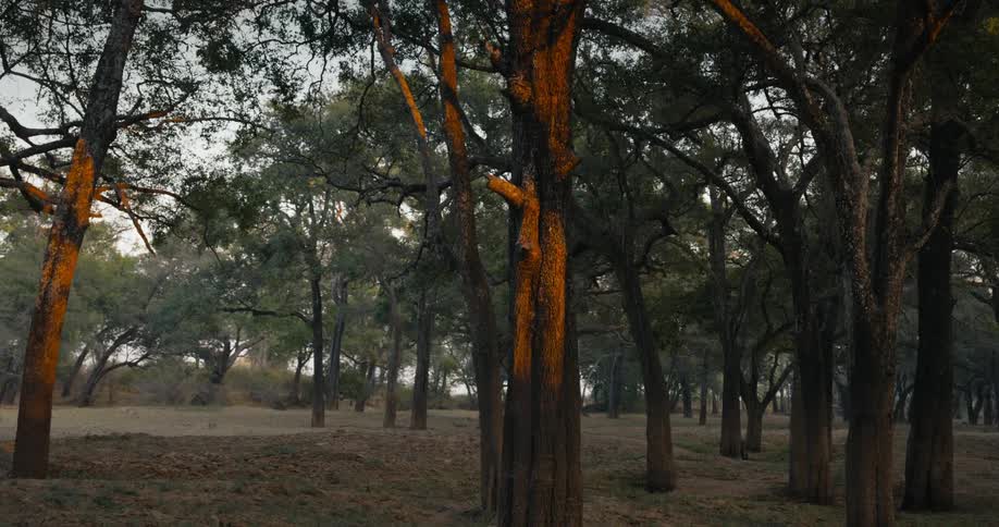 Trees on a forest at evening