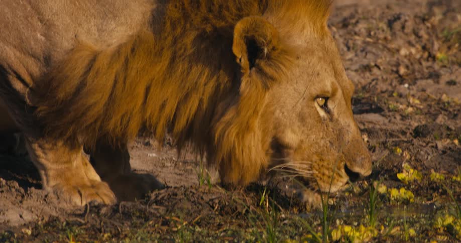 A lion is drinking water